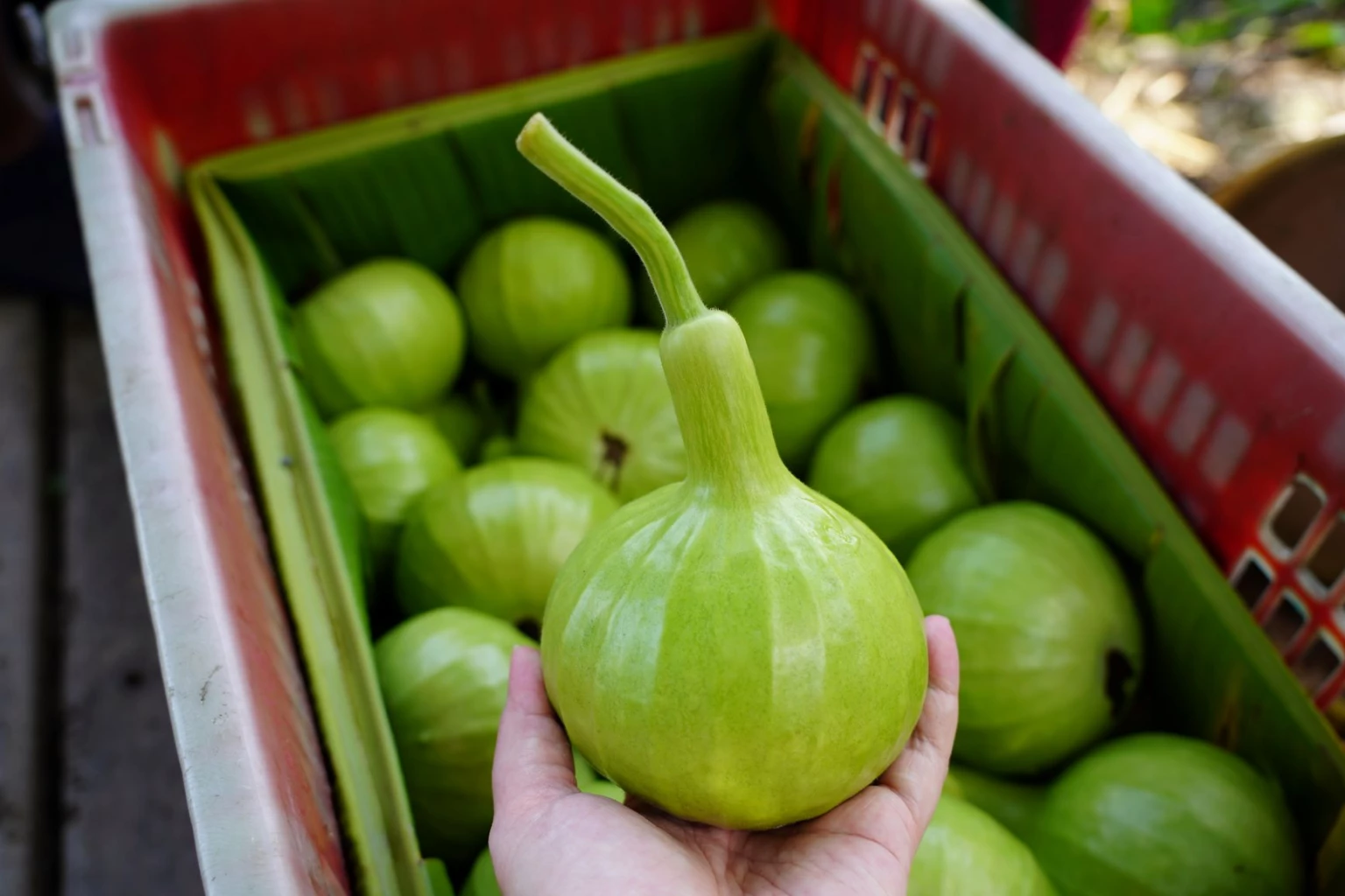 ไทยยูเนี่ยน เปิดพื้นที่วางผักปลอดภัยบ้านแพ้วขายพนักงาน 7,218 คนต่อวัน