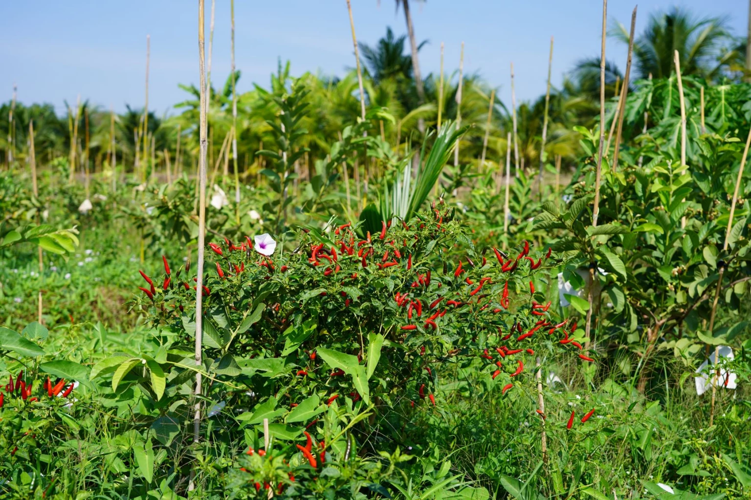ไทยยูเนี่ยน เปิดพื้นที่วางผักปลอดภัยบ้านแพ้วขายพนักงาน 7,218 คนต่อวัน